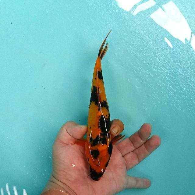 20cm