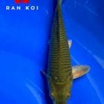 Midori M4 Ran koi Jogja
