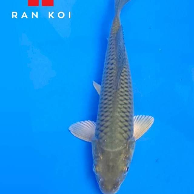 Midori M5 jogja Ran koi