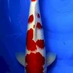 Kohaku original 