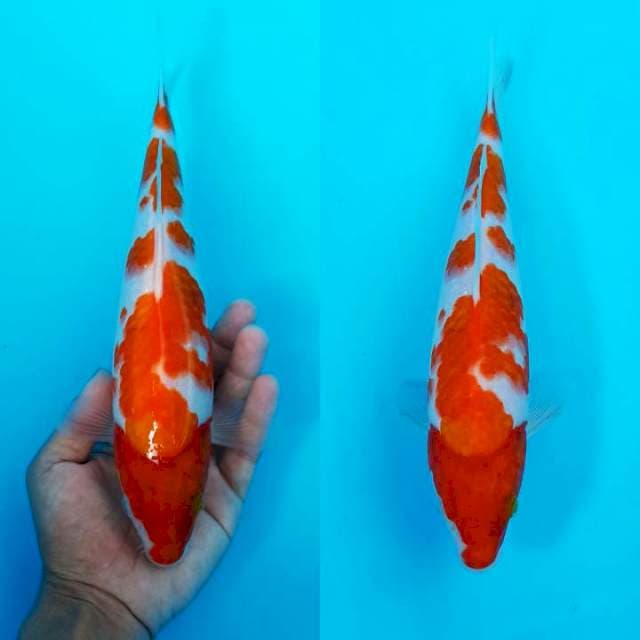 Kohaku sakura line showa 29cm