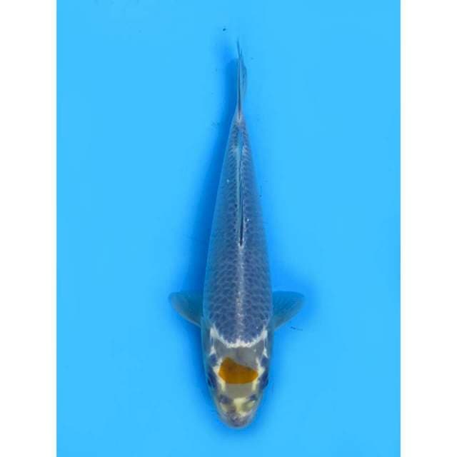 Tancho Ochiba - 22cm