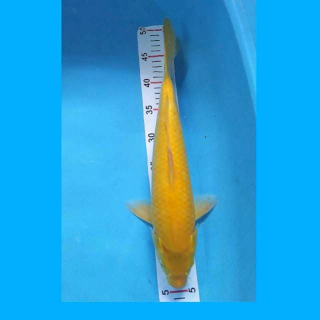 Karasi Mata MERAH 42cm