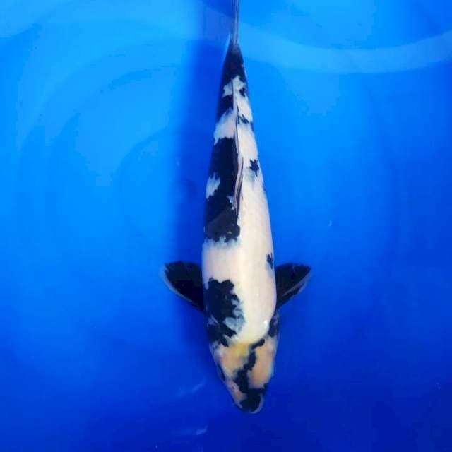 Shiro Utsuri 35 cm Male