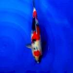 Kindai Showa Male 35cm
