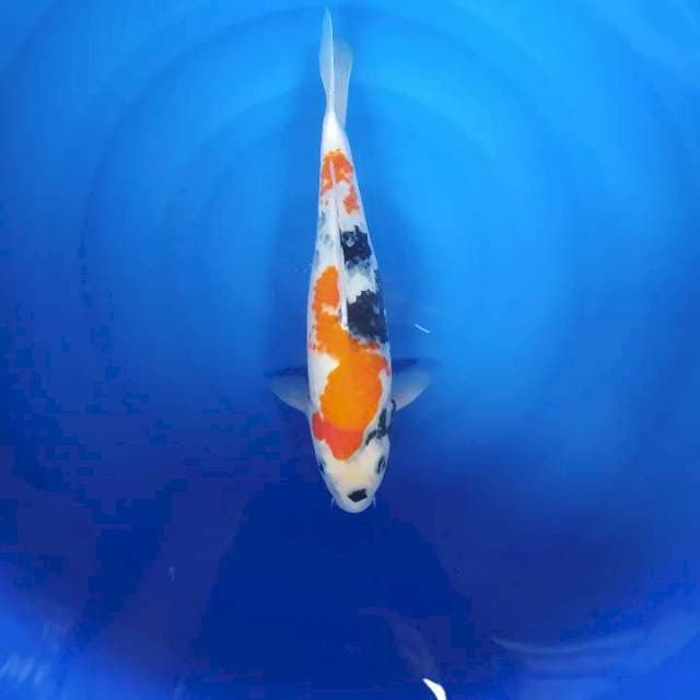 Showa 35cm Female