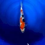 Showa 35cm Female