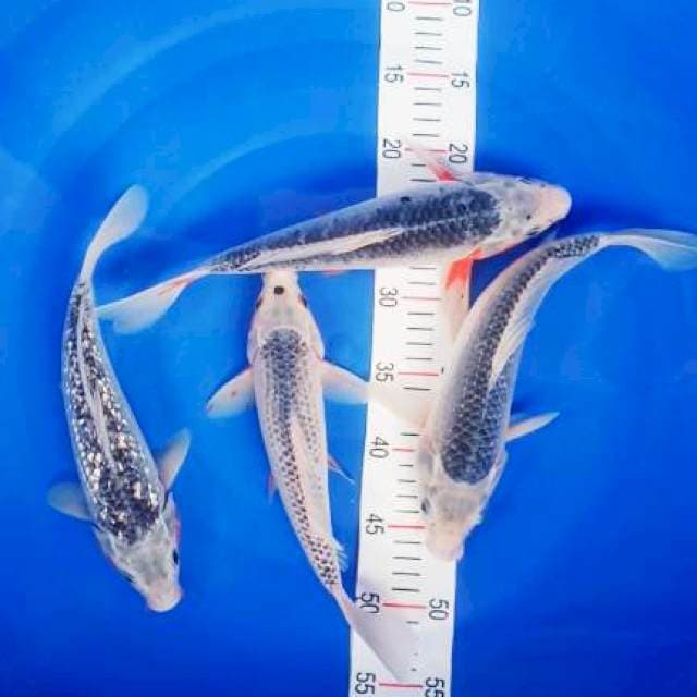 Asagi 28-31cm