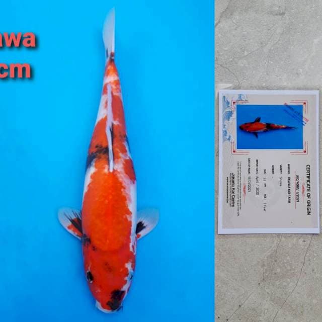 Isa showa 37cm serti