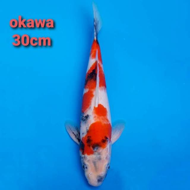 Okawa showa 30cm serti