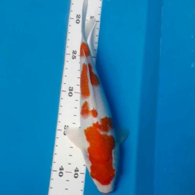 Kohaku 25 cm