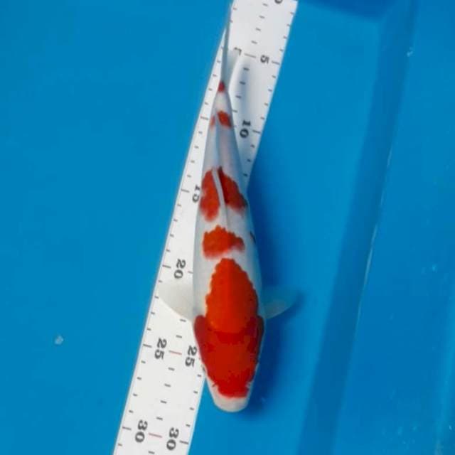 Kohakuuu 25 cm