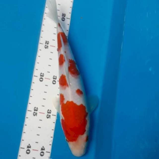 Kohaku 24 cm