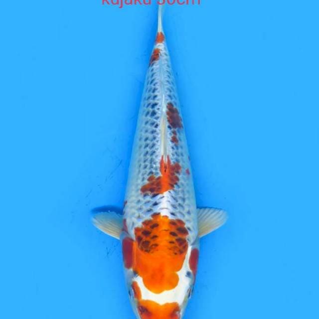 Kujaku 30cm