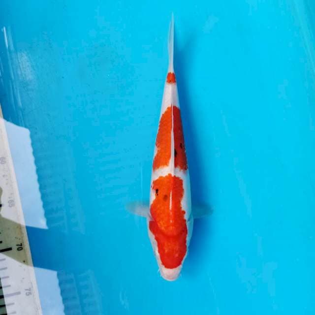 SANKE 3STEP, 28cm