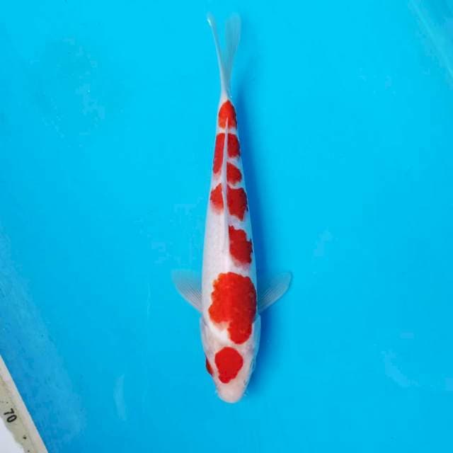 KOHAKU 6STEP, 25cm
