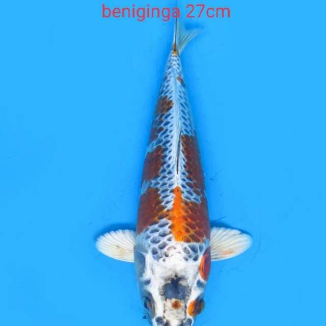 Beniginga 27cm