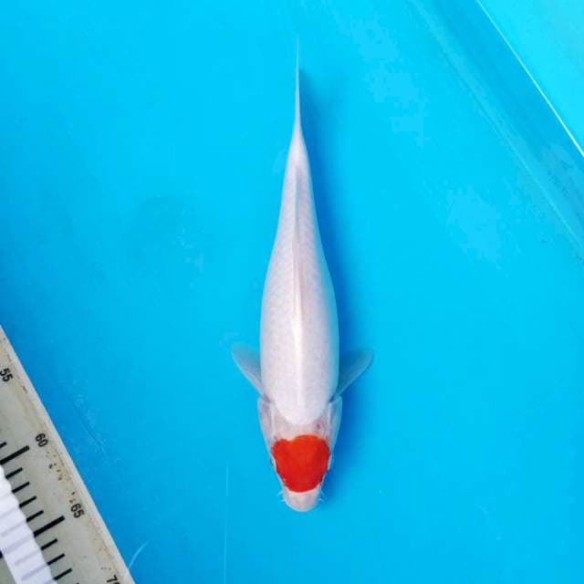 TANCHO KOHAKU ORI, 30cm
