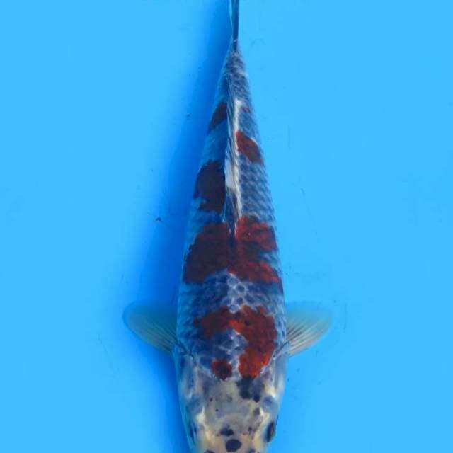 Sochikubai 32cm