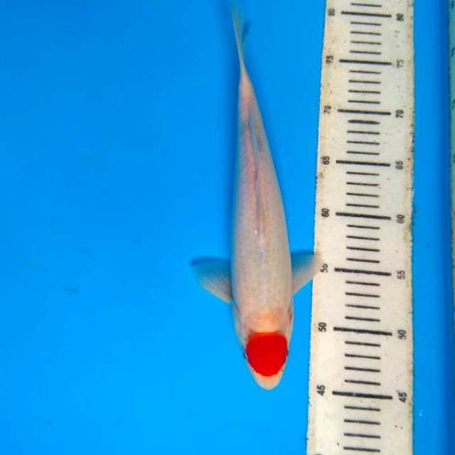 Tancho 31cm
