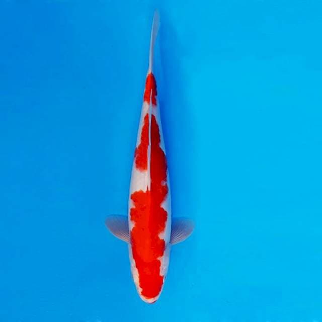 KYOSO 15 - KOHAKU ®