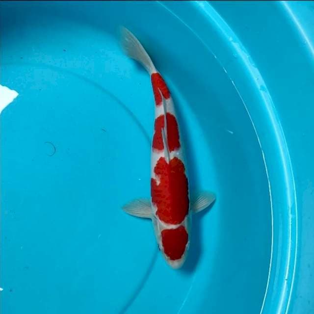 Super red Male