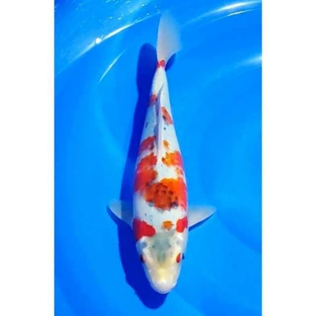 Goshiki Sakura Patern Original 33cm  (F)