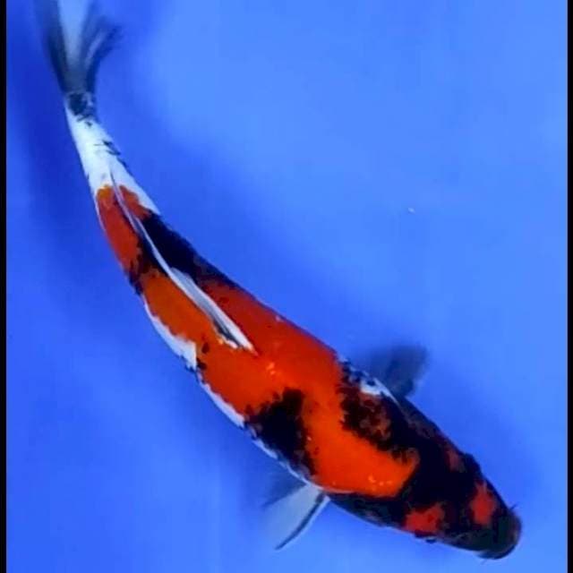 7. Showa || 29 cm
