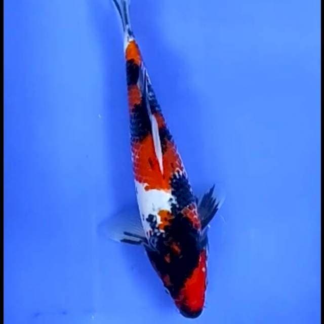 8. Showa || 27 cm || Jantan