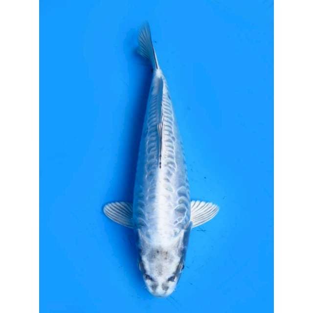 Super Koleksi - 30cm