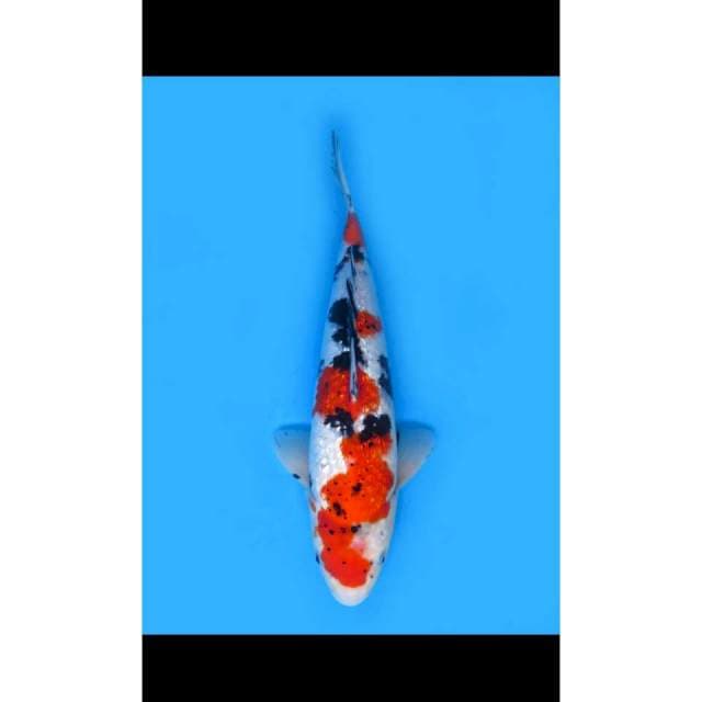 Red Sanke Ginrin - 39cm