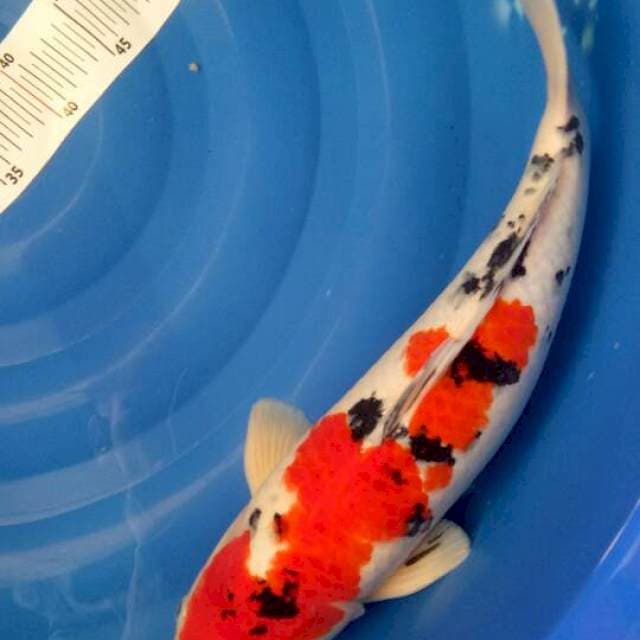 Sanke 47cm. 50bu, merah strong, F1