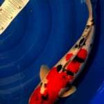Sanke 47cm. 50bu, merah strong, F1