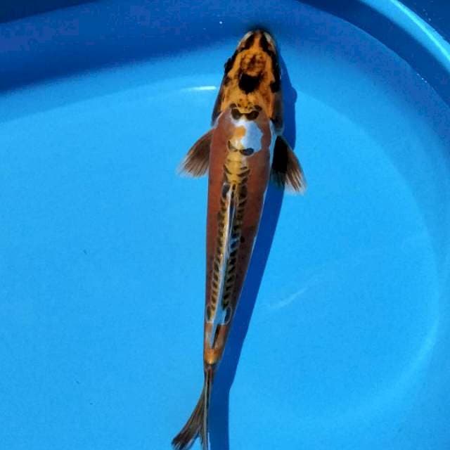 Kiko