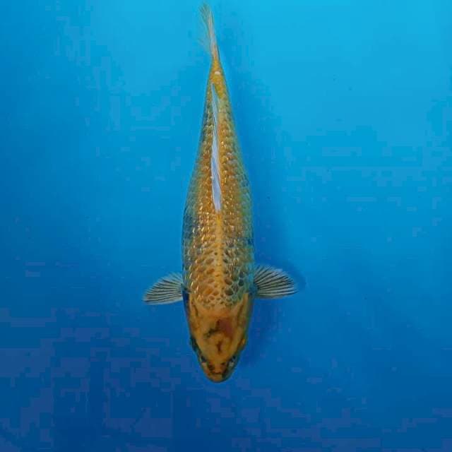 Ki utsuri ginrin 31cm