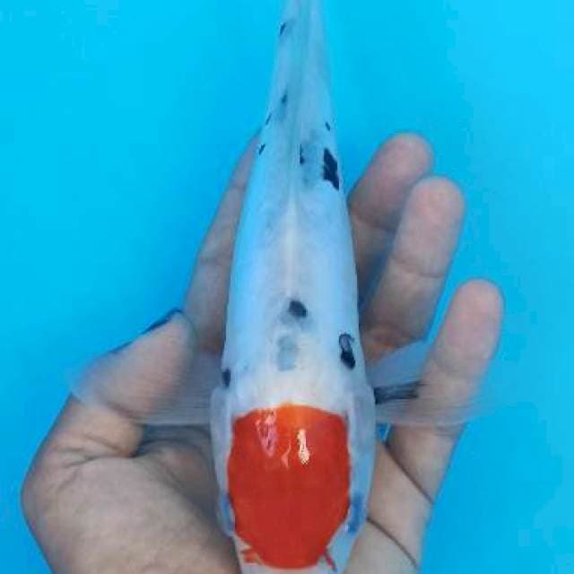 Tancho kumpay sanke 25cm