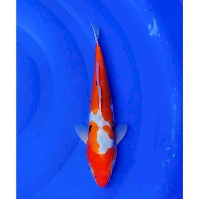Doitsu Sanke Original 28cm (M)