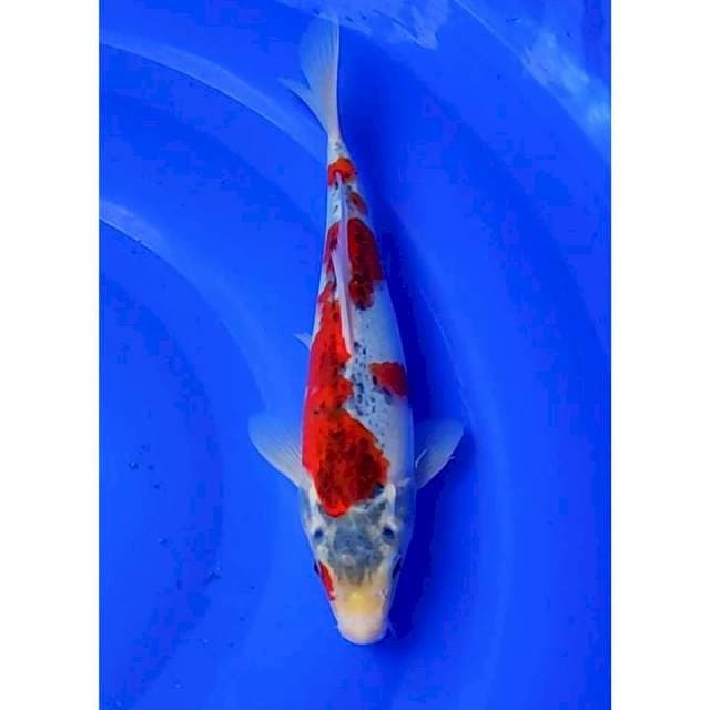 Goshiki Original Patern 27cm (M)
