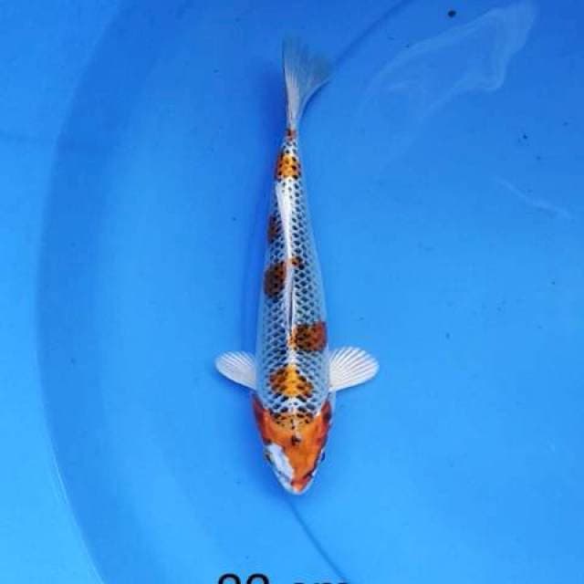 02.kujaku ceplok jos 22 cm
