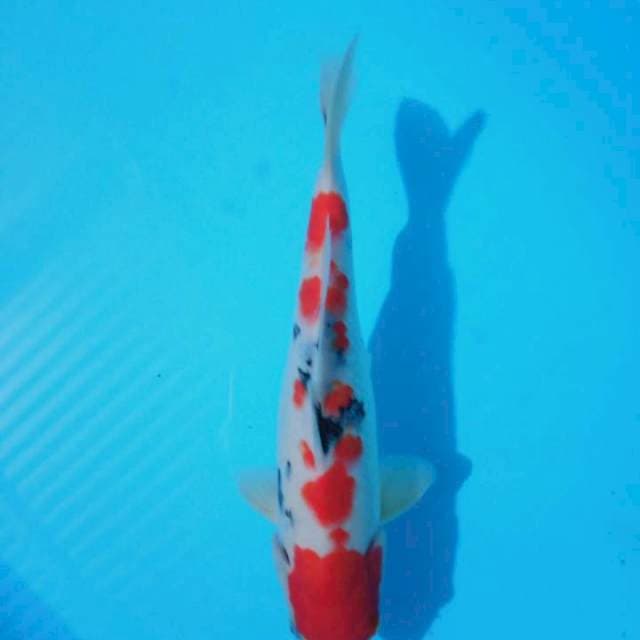 Sangke male 30 cm