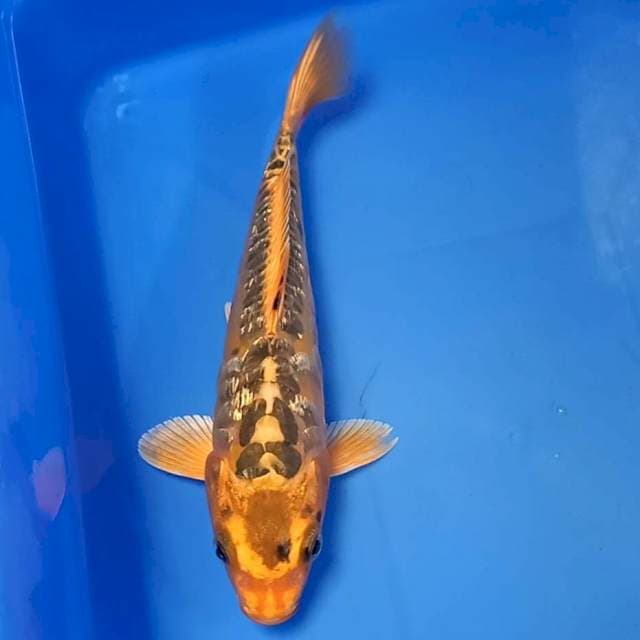 Kawari ginrin antik 22cm