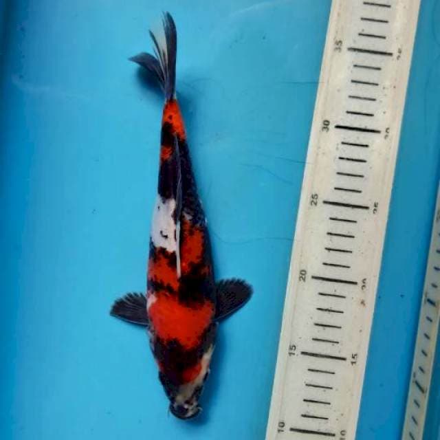 Showa, 23cm
