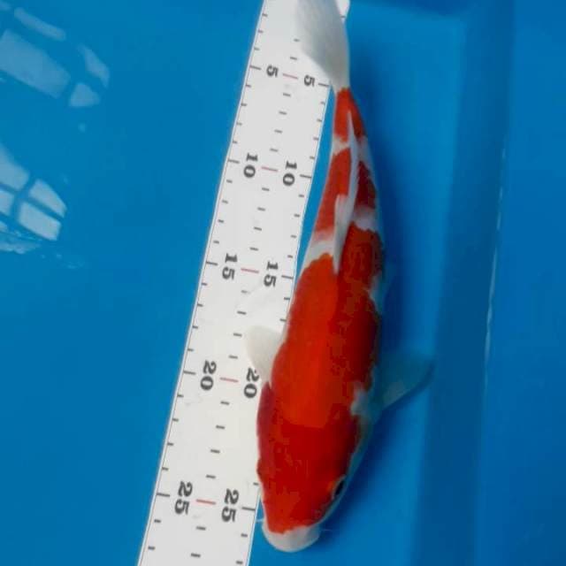 Kohaku 25 cm 