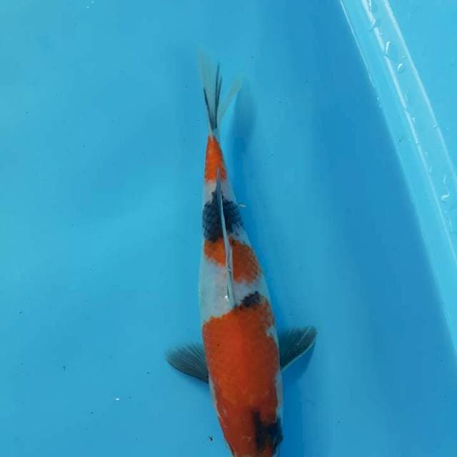 Showa 29 cm 
