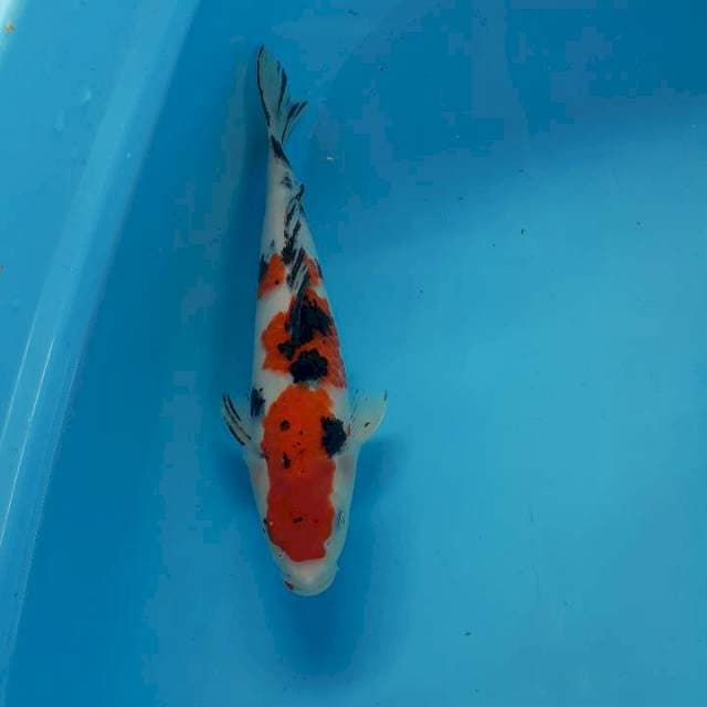 Sanke 30 cm