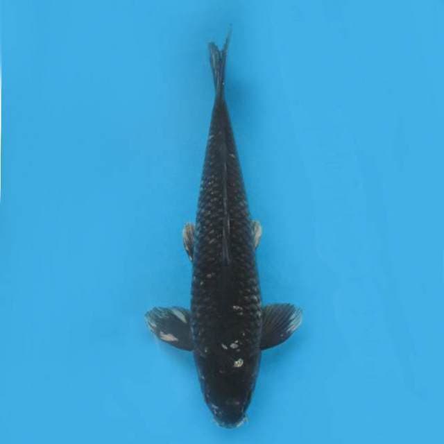 Matsukawabake 62bu ginrin