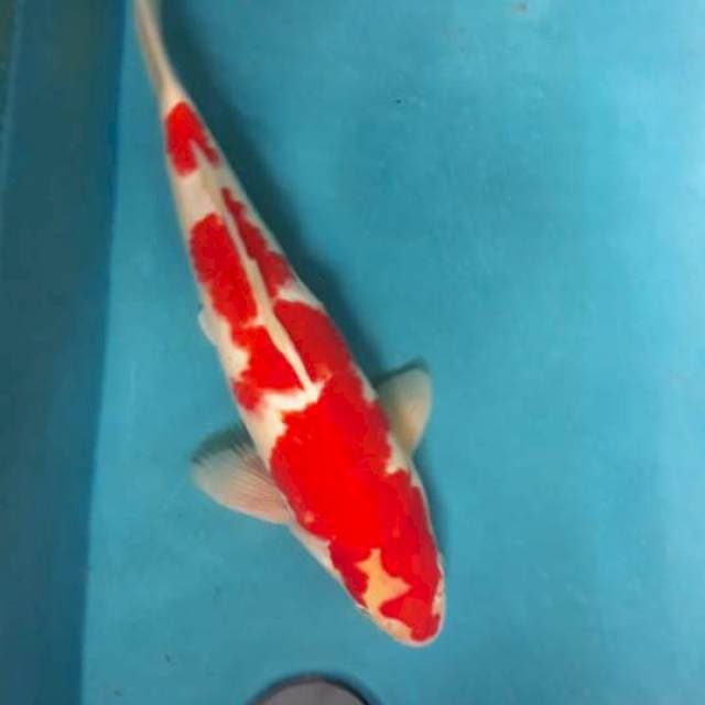 Kohaku Original Strong Male 42cm