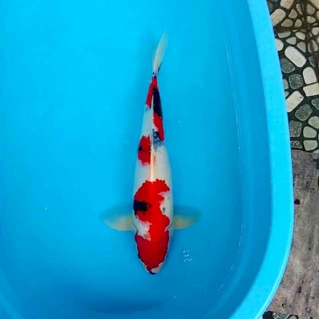 Showa 47cm male