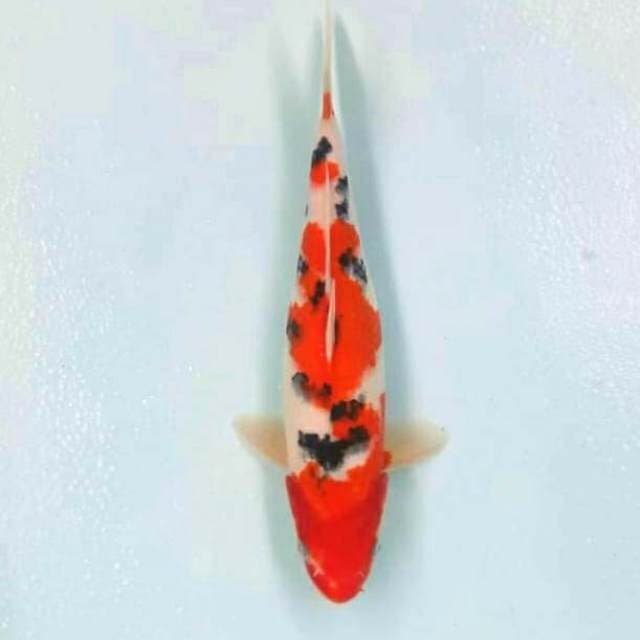 Sakura sanke 34cm good