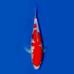 Kohaku fukada